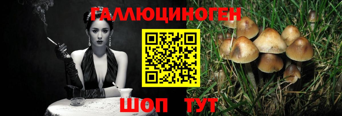 Псилоцибиновые грибы мицелий  Дмитров 